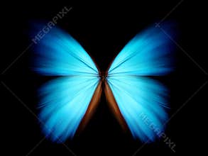Blue morpho - abstract