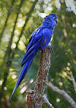 Indigo macaw at the top of a trunk