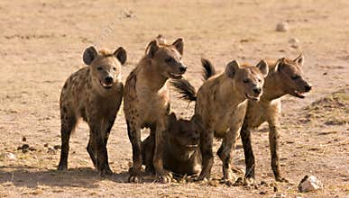 Pack of hyenas