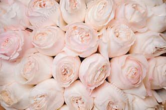 Background image of fresh light pink roses . flower texture
