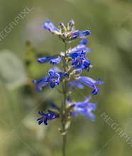 Closeup of a High Desert Idaho Widflower