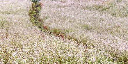 Buckwheat flower field on hills