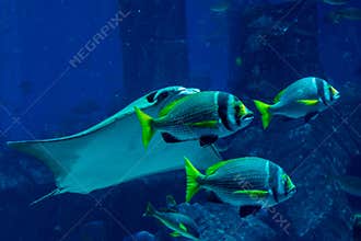 Three tropical fishes swimming together with stingray