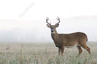 Whitetail deer buck in an open field