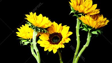 Cut Sunflowers Blooming