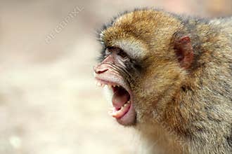 Monkey scream