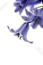 Isolated Bluebells