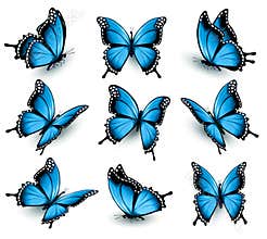 Set of beautiful blue butterflies.