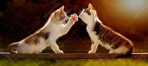 Two young cats playing on a wooden board against the light, even
