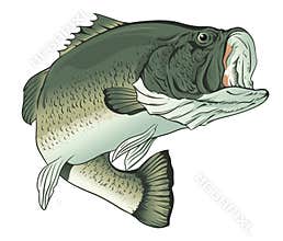 Big Mouth Bass