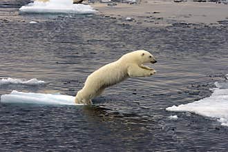 Jumping Polar bear cub
