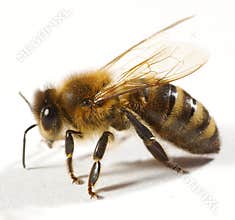 Close up of bee