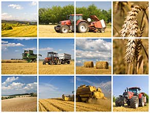 Agriculture concept