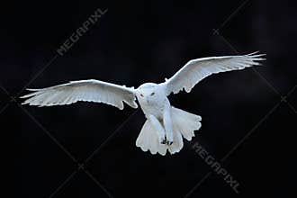 Snowy owl, Nyctea scandiaca, white rare bird flying in the dark forest, winter action scene with open wings, Canada