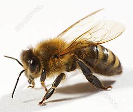 Close up of bee