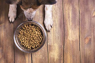Dog and bowl of dry kibble food