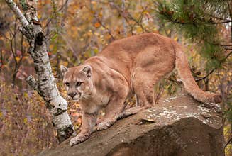 Adult Male Cougar (Puma concolor) Ready to Pounce