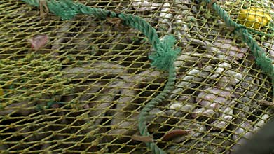 Rise of the trawl to the vessel, full of fish