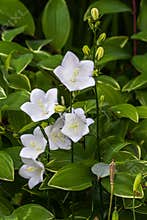 Campanulas Carpatica Alba white, as a background