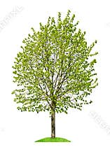 Deciduous tree