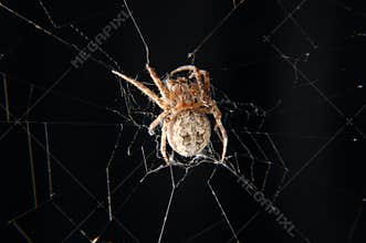 Spider