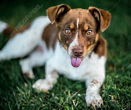 Surprised dog look showing tongue