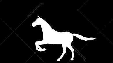 Galloping horse. Alpha channel. 4K.