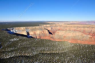 Forest in Grand Canyon