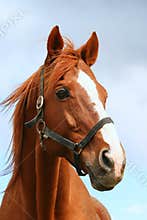 Head shot closeup of a beautiful chestnut stallion at farm