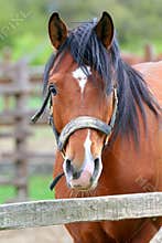 Bay colored young stallion portrait