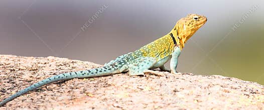 Full length collared lizard