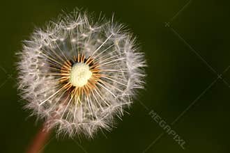 Dandelion seed head