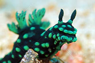 Nembrotha Cristata