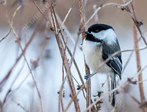 Black-capped Chickadee songbird