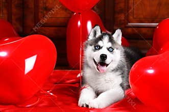Valentine`s day husky puppy on a texture background.