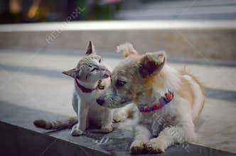 Cat and Dog family.