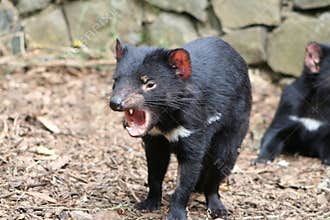 Tasmanian Devil