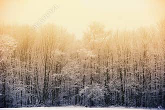 Winter phenomenon: Evening sun behind foggy and snowy winter forest