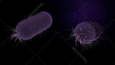 Salmonella typhi bacterium.