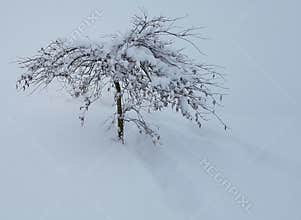 Japanese maple tree in winter