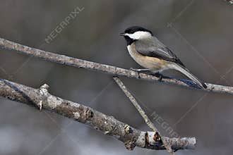 Blackcapped chickadee