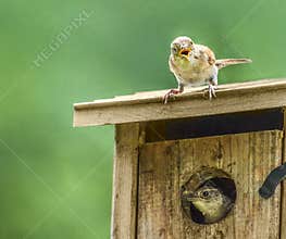 Little Bird Surprise
