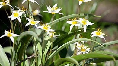 The insects fly over the flowers in the spring