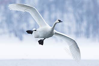 Trumpeter swan landing on water