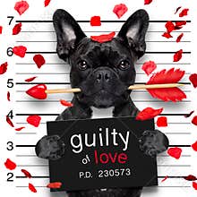 Mugshot dog on valentines