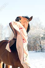 Horse bay color portrait