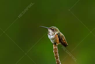 Hummingbird perched on magnolia branch