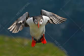 Flying puffin. Cute bird on the rock cliff. Atlantic Puffin, Fratercula artica, artic black and white cute bird with red bill