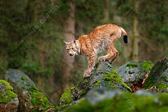 Lynx, Eurasian wild cat walking on green moss stone with green forest in background. Beautiful animal in the nature habitat