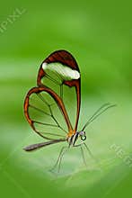 Beautiful butterfly, Nero Glasswing, Greta nero, close-up of transparent glass wing butterfly on green leaves. Scene from tropical